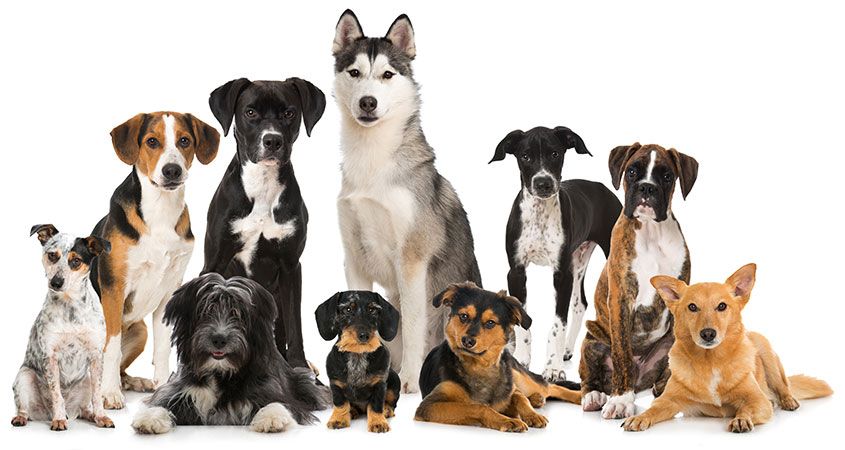 Köpekler Hakkında İlginç Bilgiler