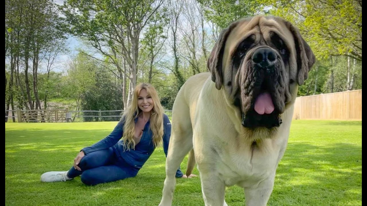 İlginç Köpekler