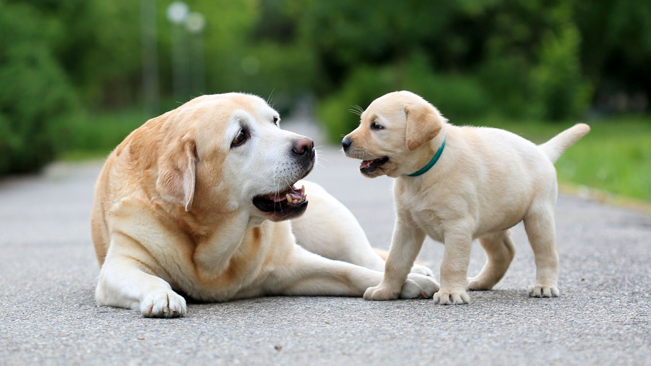 köpek yaşı hesaplama rehberi